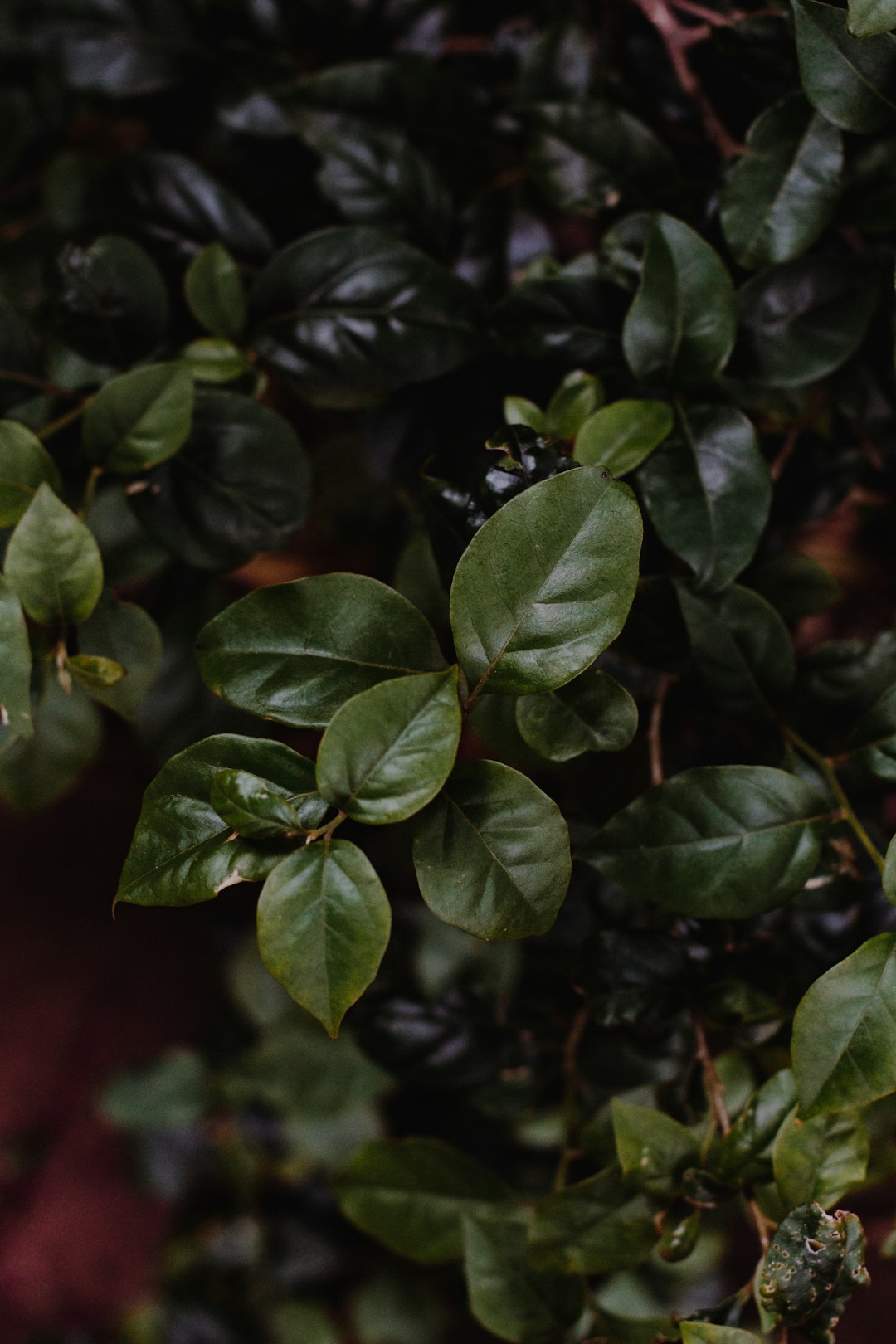 green leaves with water droplets