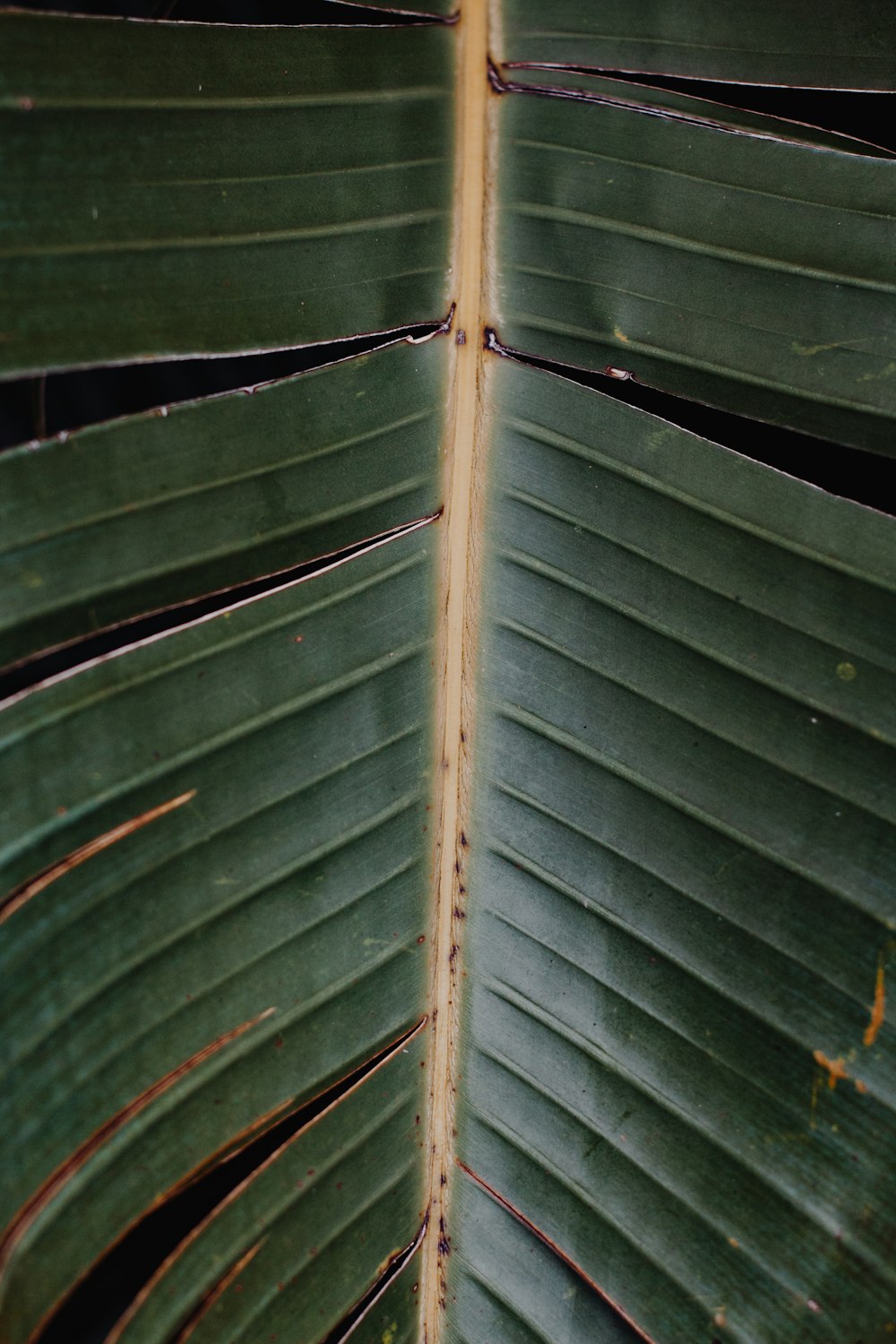 green leaf in close up photography