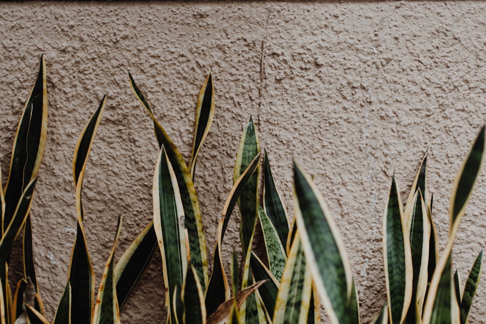 green plant beside white concrete wall