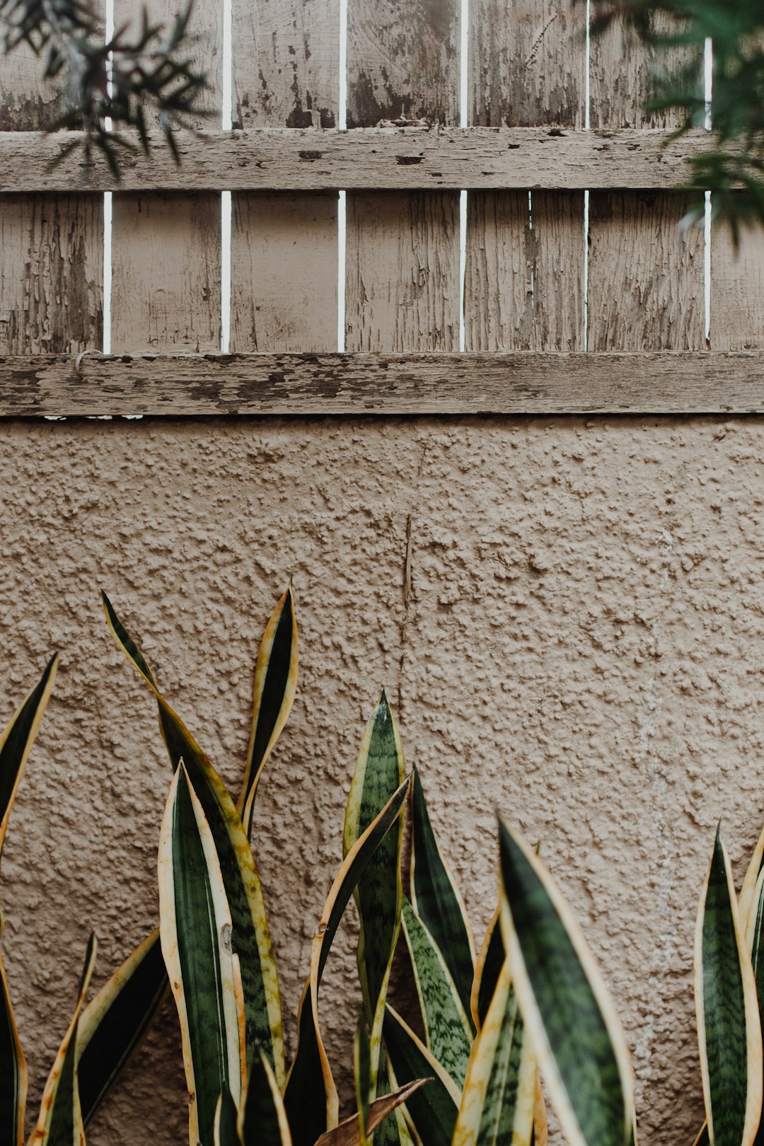 green plant beside white wooden fence