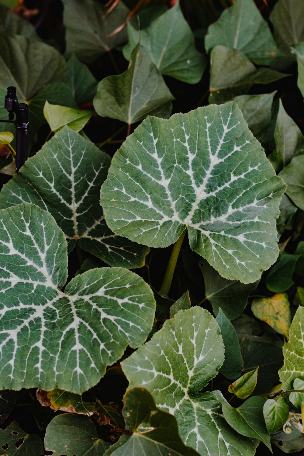 green leaf plant during daytime