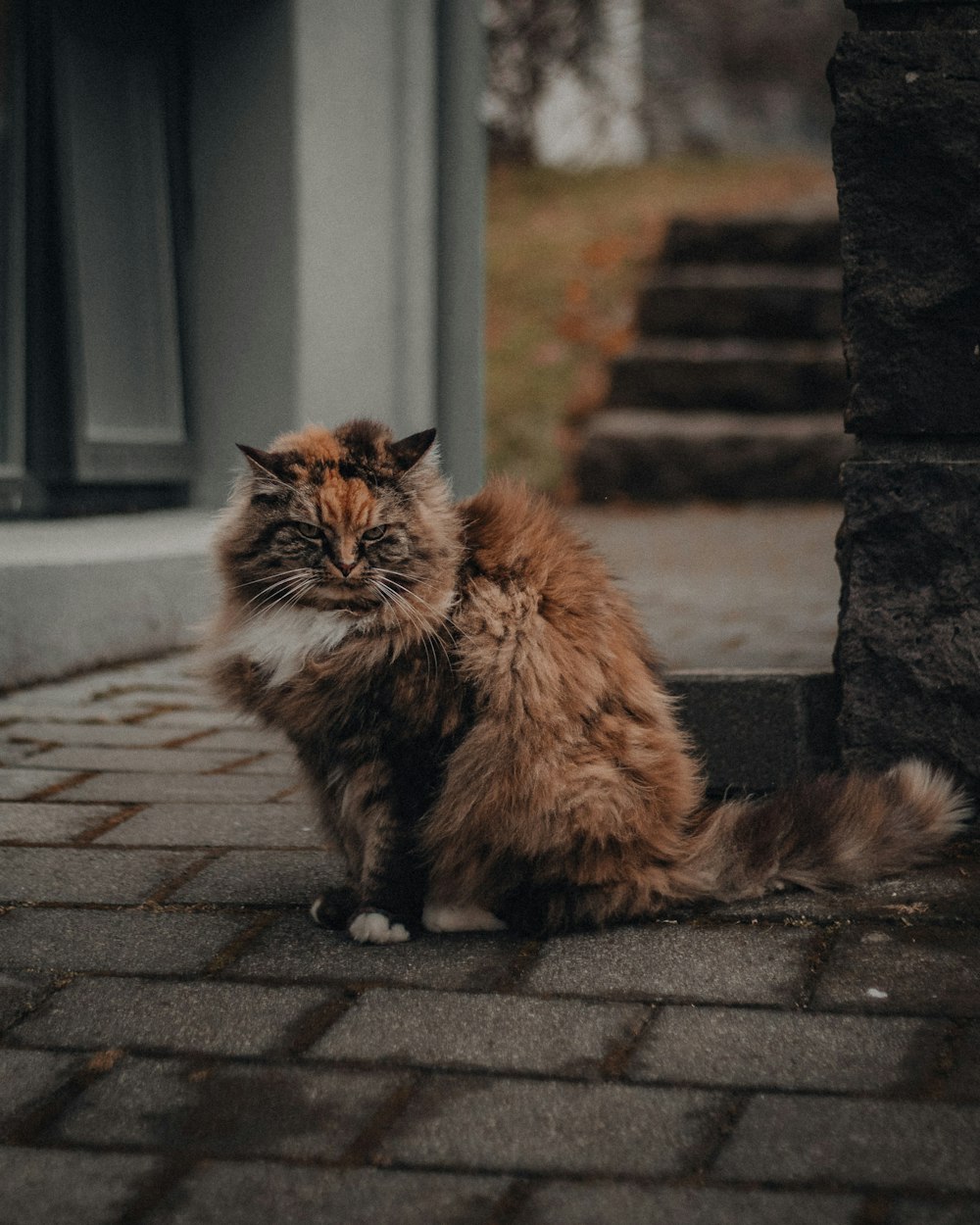 brown and black long fur cat sitting on brick floor