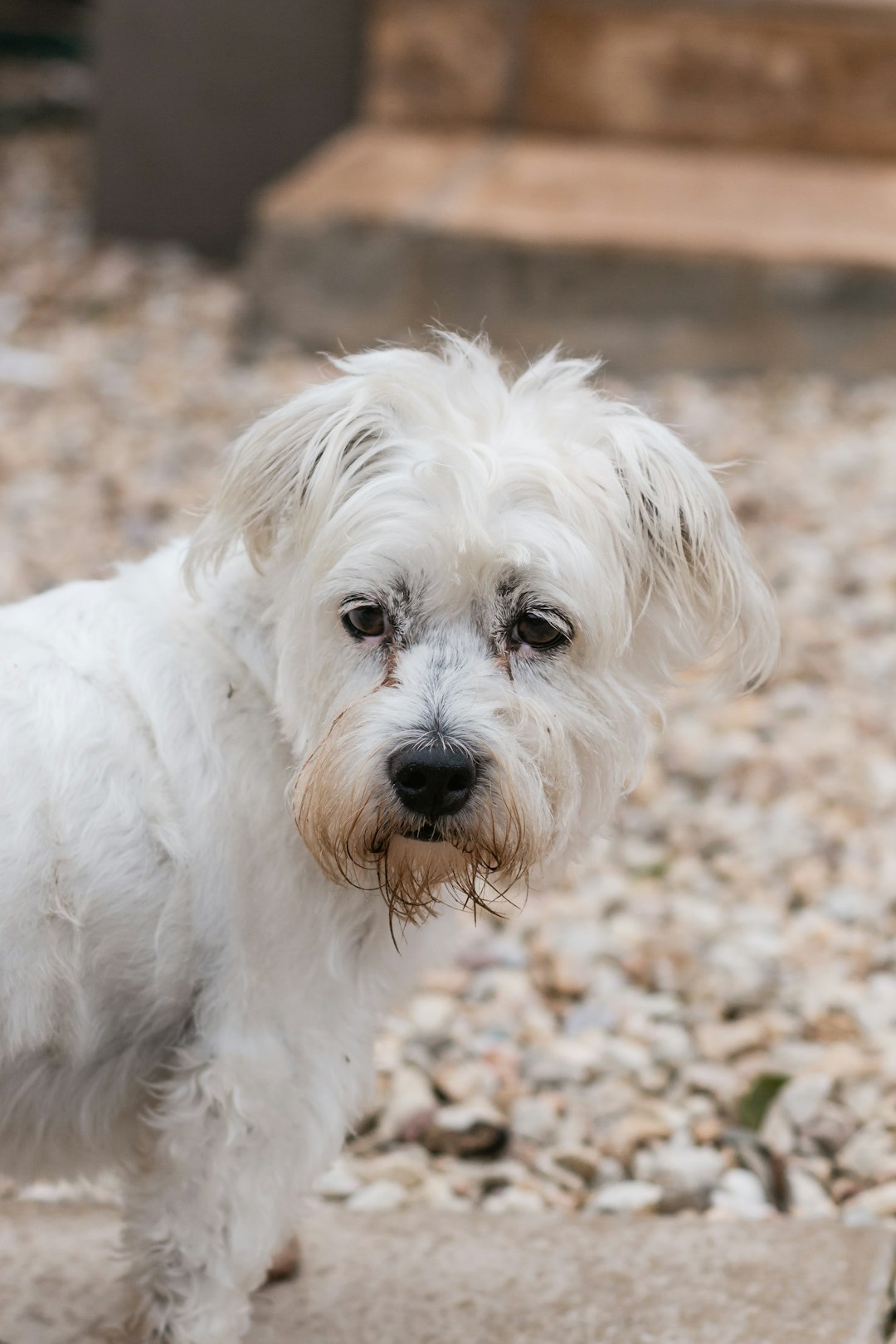 white long coat small dog on ground