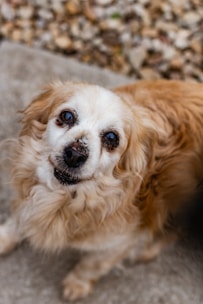 A small, fluffy dog with light brown and white fur is looking up with gentle, expressive eyes. The fur around its face is slightly ruffled, adding to its endearing appearance. The background consists of a stone surface and blurred brownish pebbles, providing a natural setting.