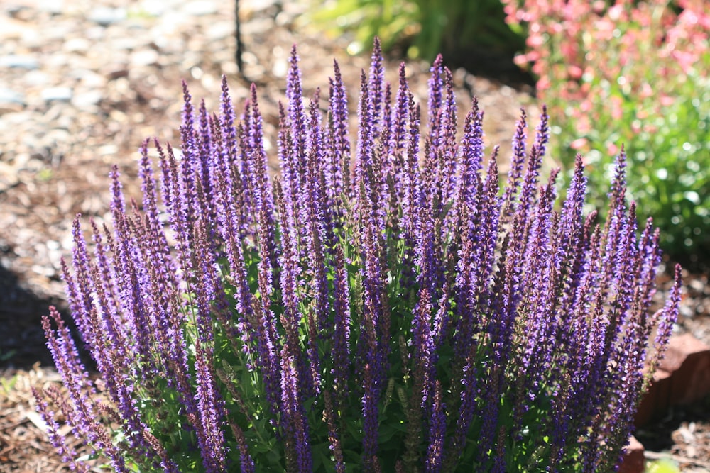 purple flower buds during daytime