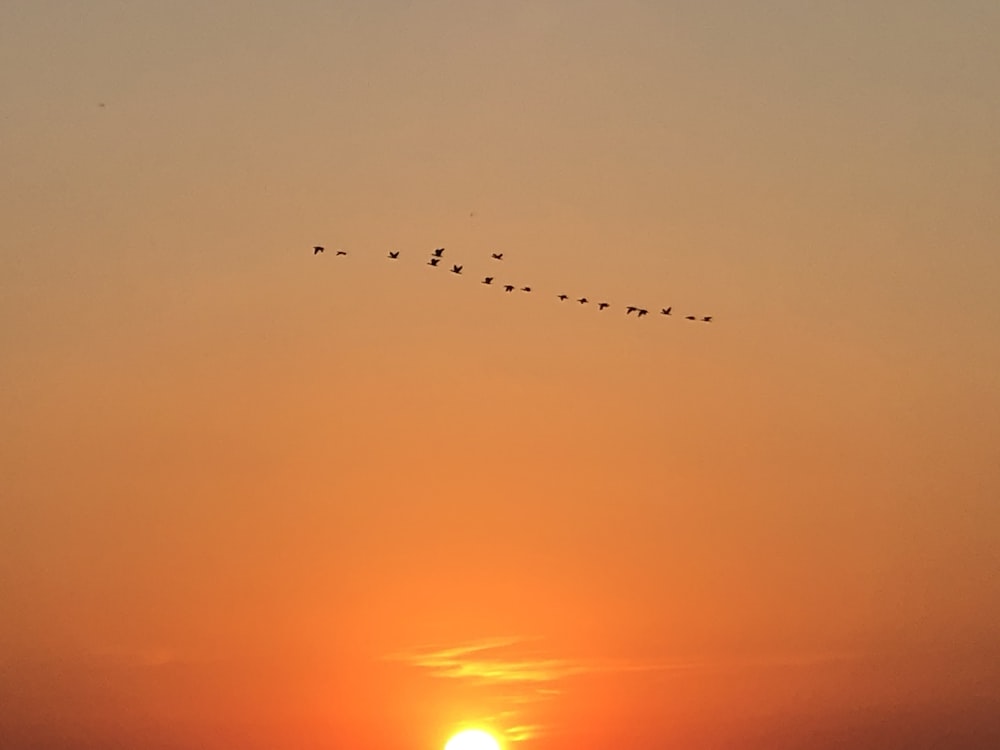 Oiseaux volant pendant l’heure dorée