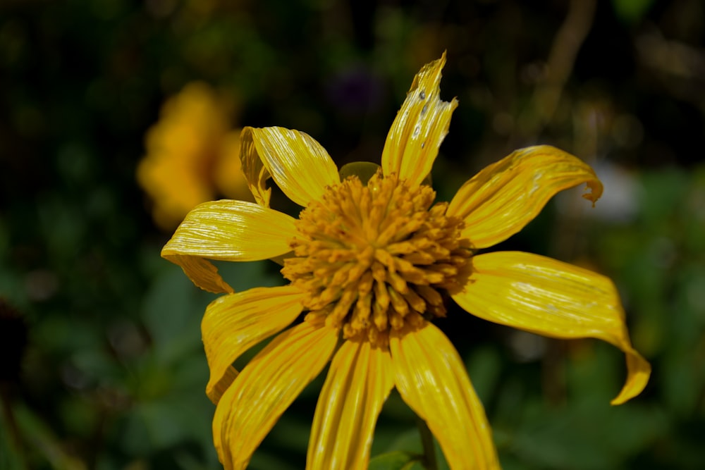 yellow flower in tilt shift lens