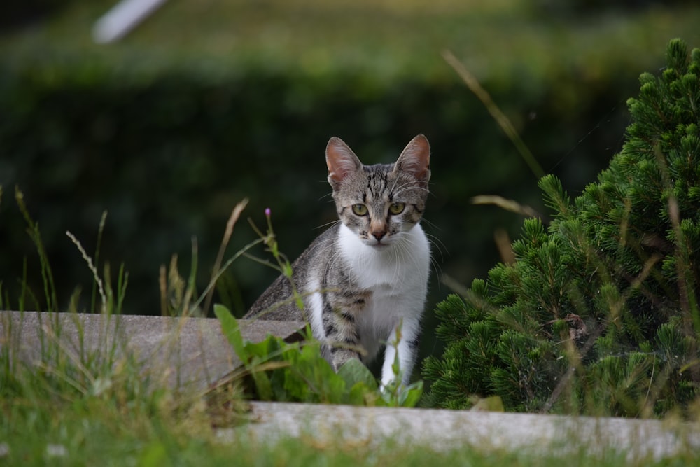 white and brown tabby cat on green grass during daytime