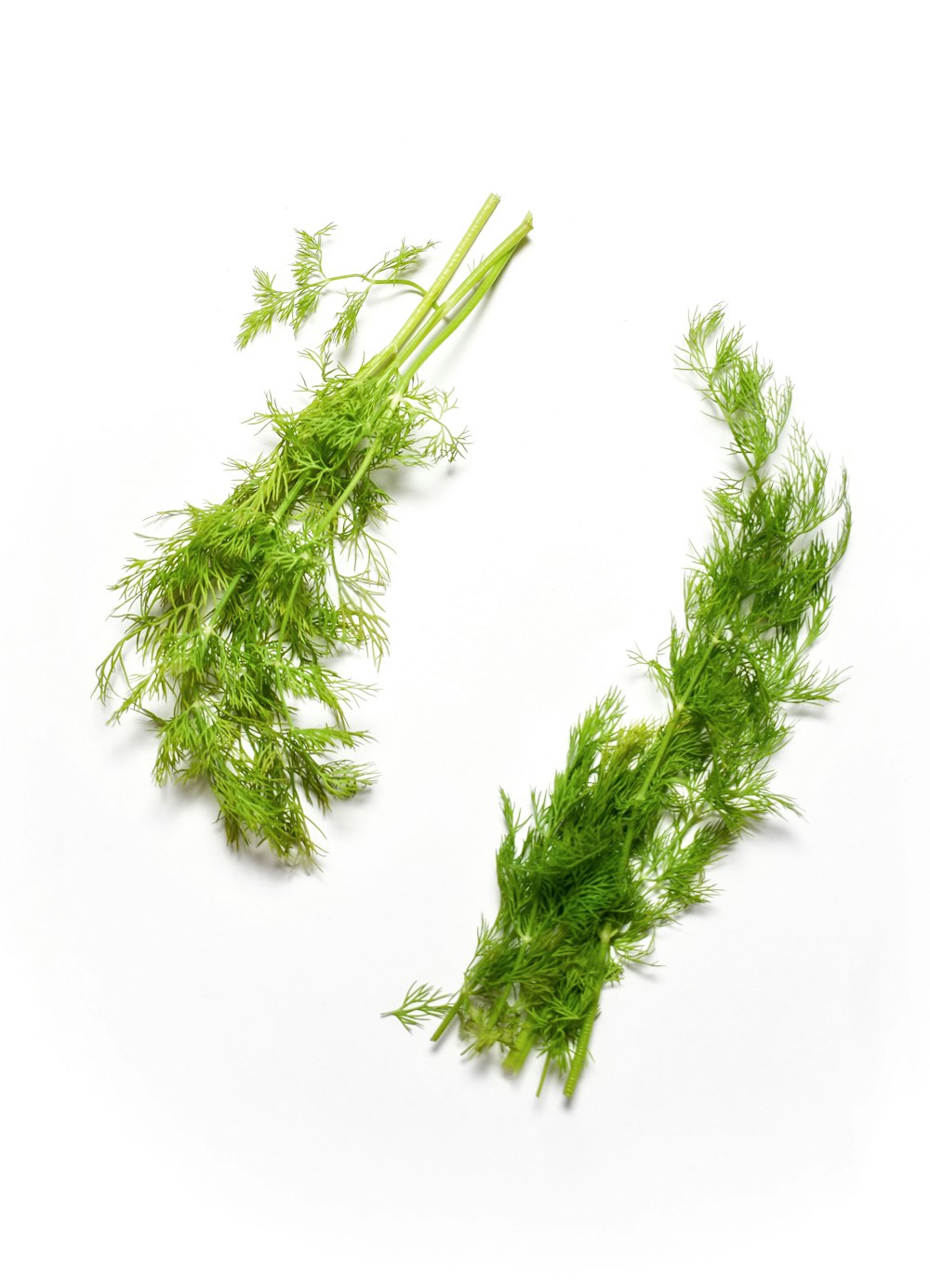 green plant on white background