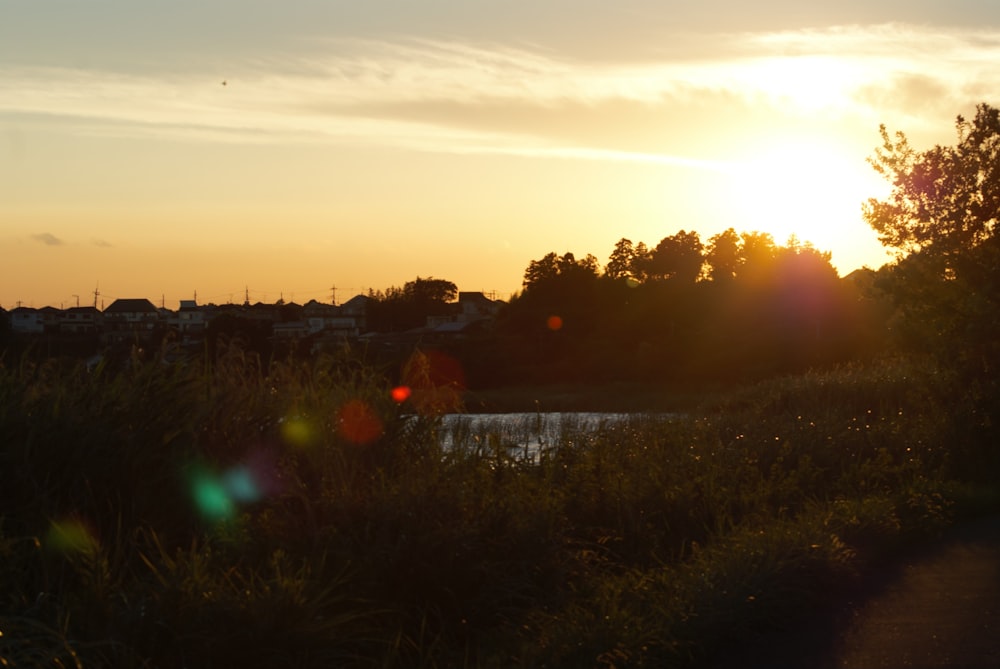 green grass field during sunset