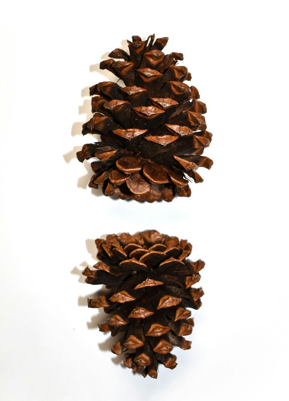 brown pine cone on white background
