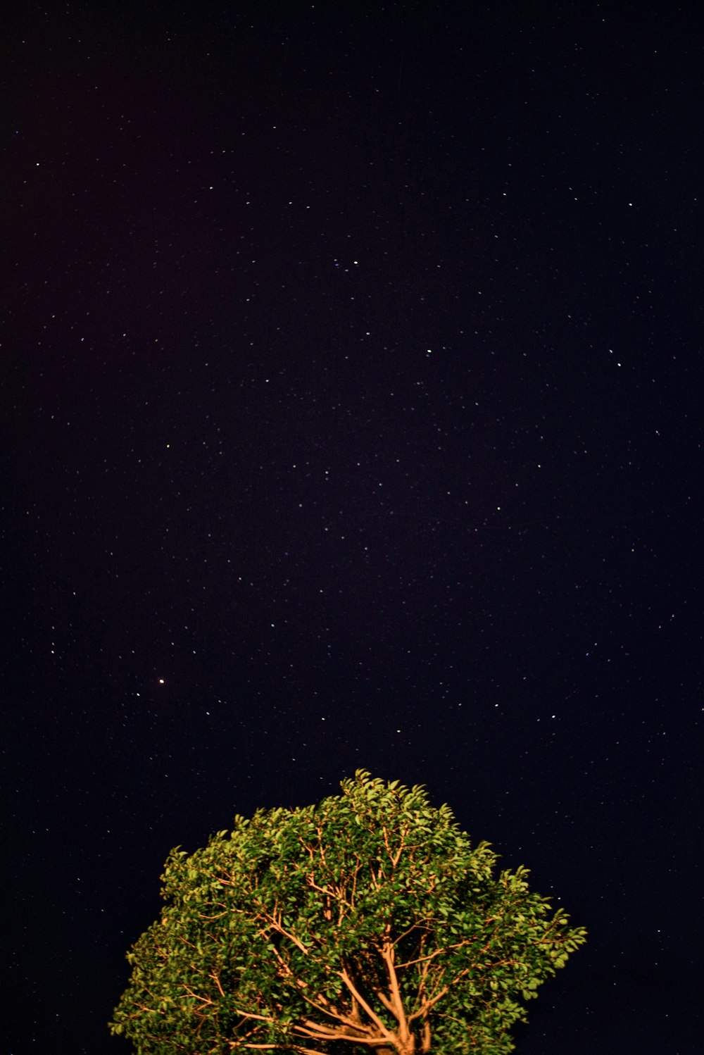 green tree under black sky during night time