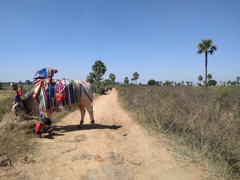 A decorated cow is standing on a dirt path in a rural landscape, adorned with colorful fabric and ornaments. A person is sitting on the ground beside the cow, wearing a red shirt. The path leads through fields with sparse vegetation and is bordered by tall palm trees under a clear blue sky.