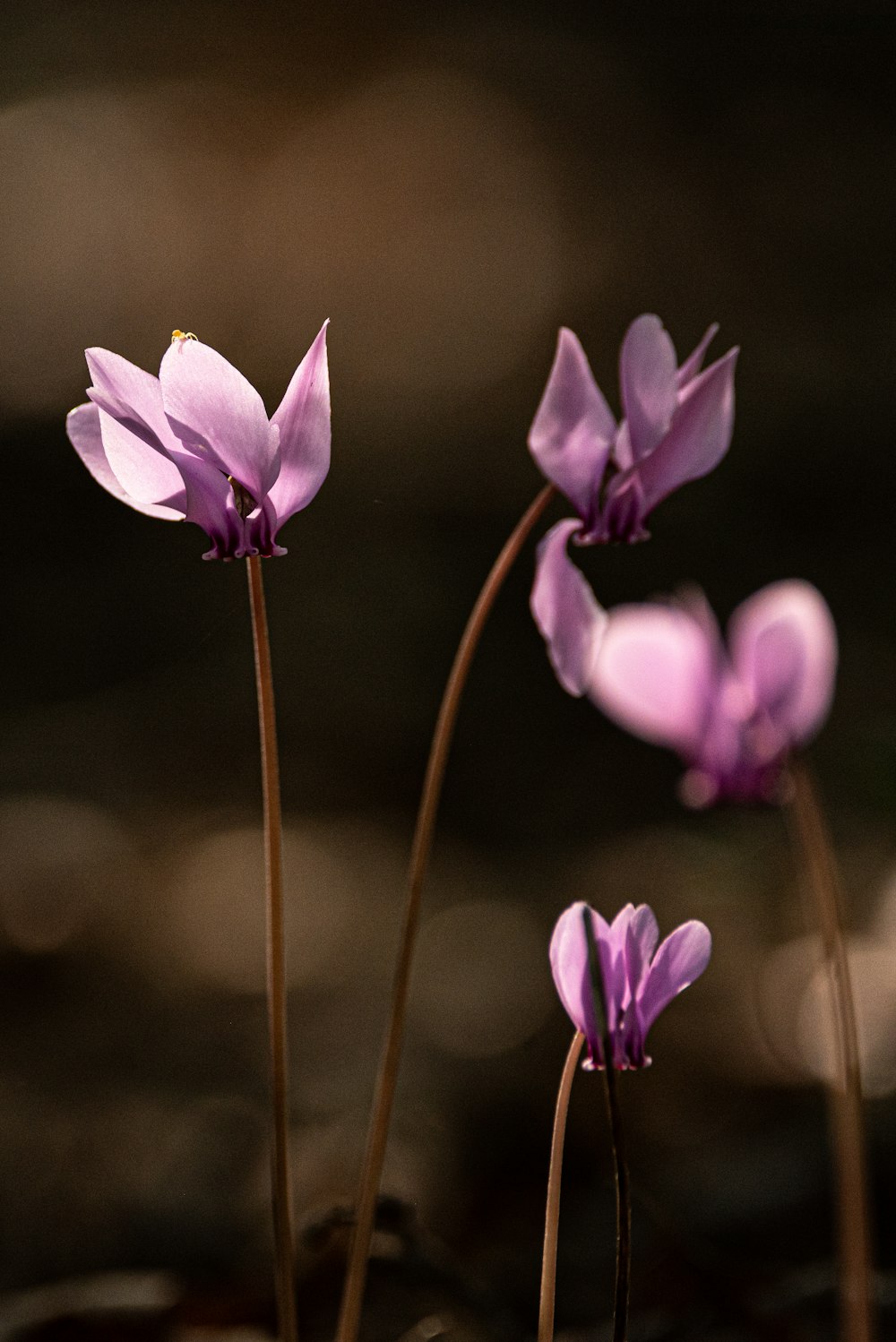 purple crocus flowers in bloom during daytime