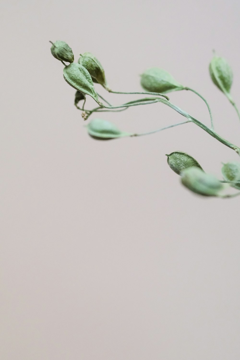 Planta verde con gotas de agua