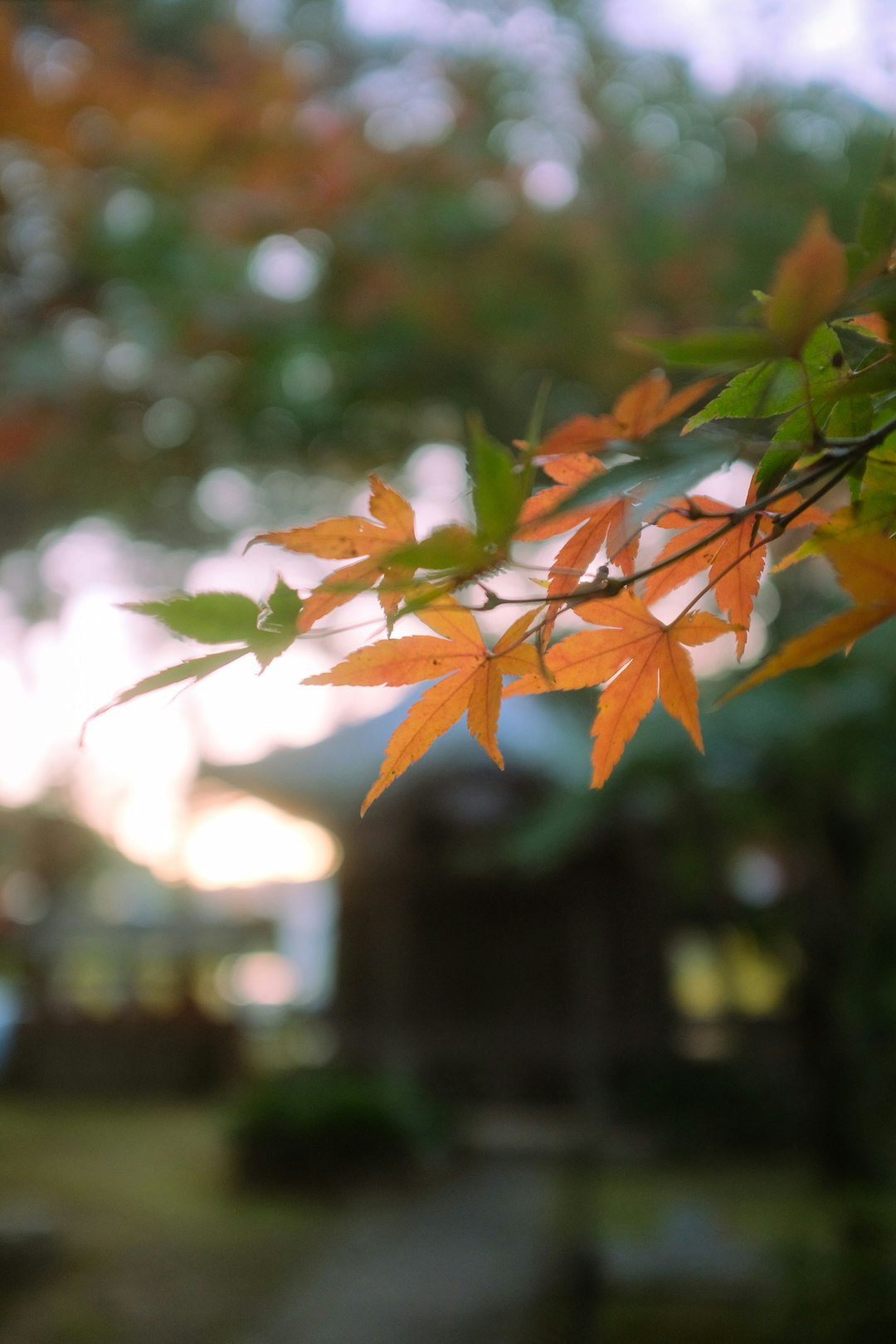 orange leaves in tilt shift lens