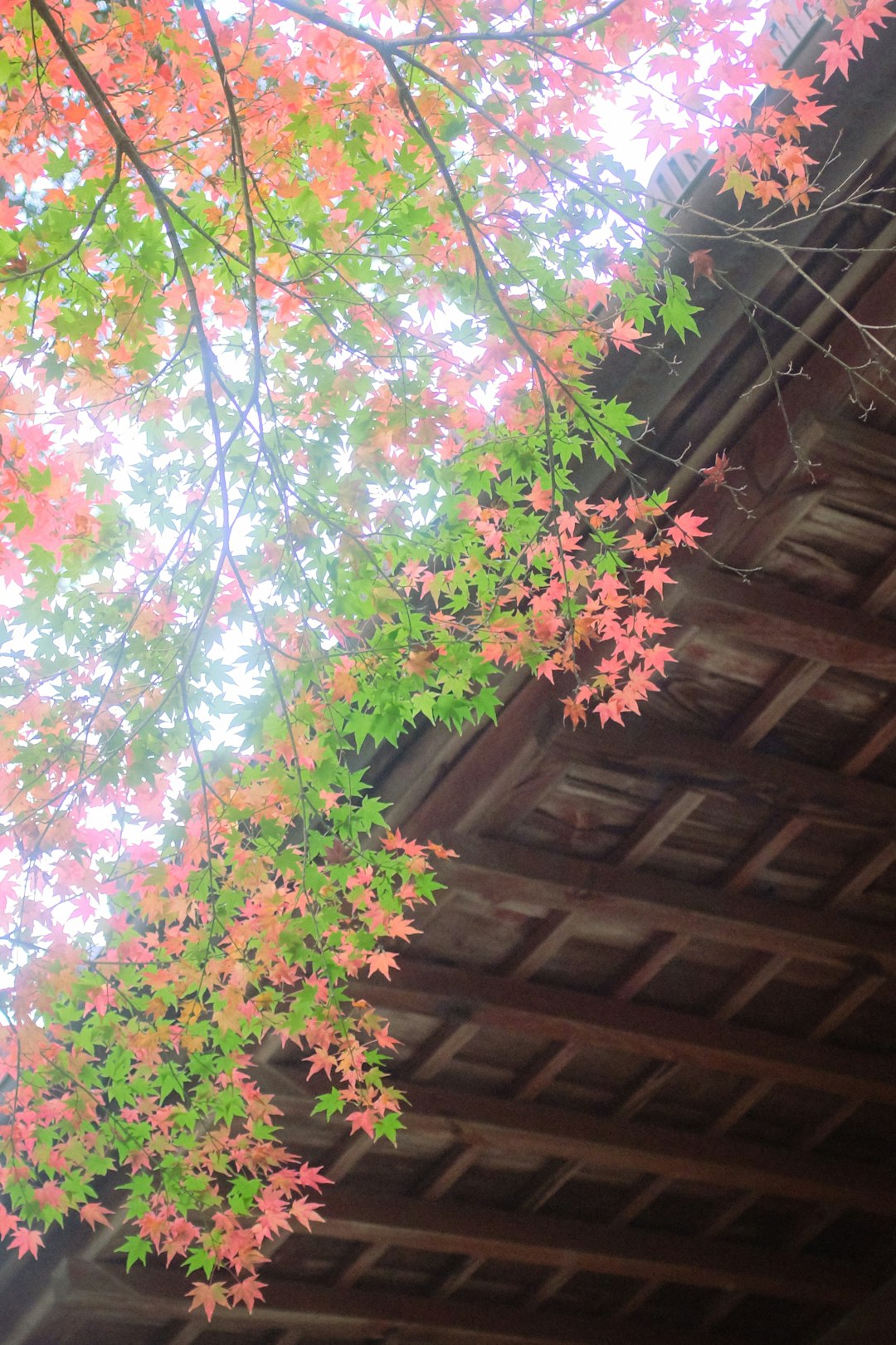 pink and white flower on brown wooden roof