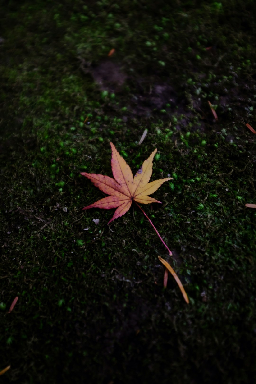 brown maple leaf on green grass