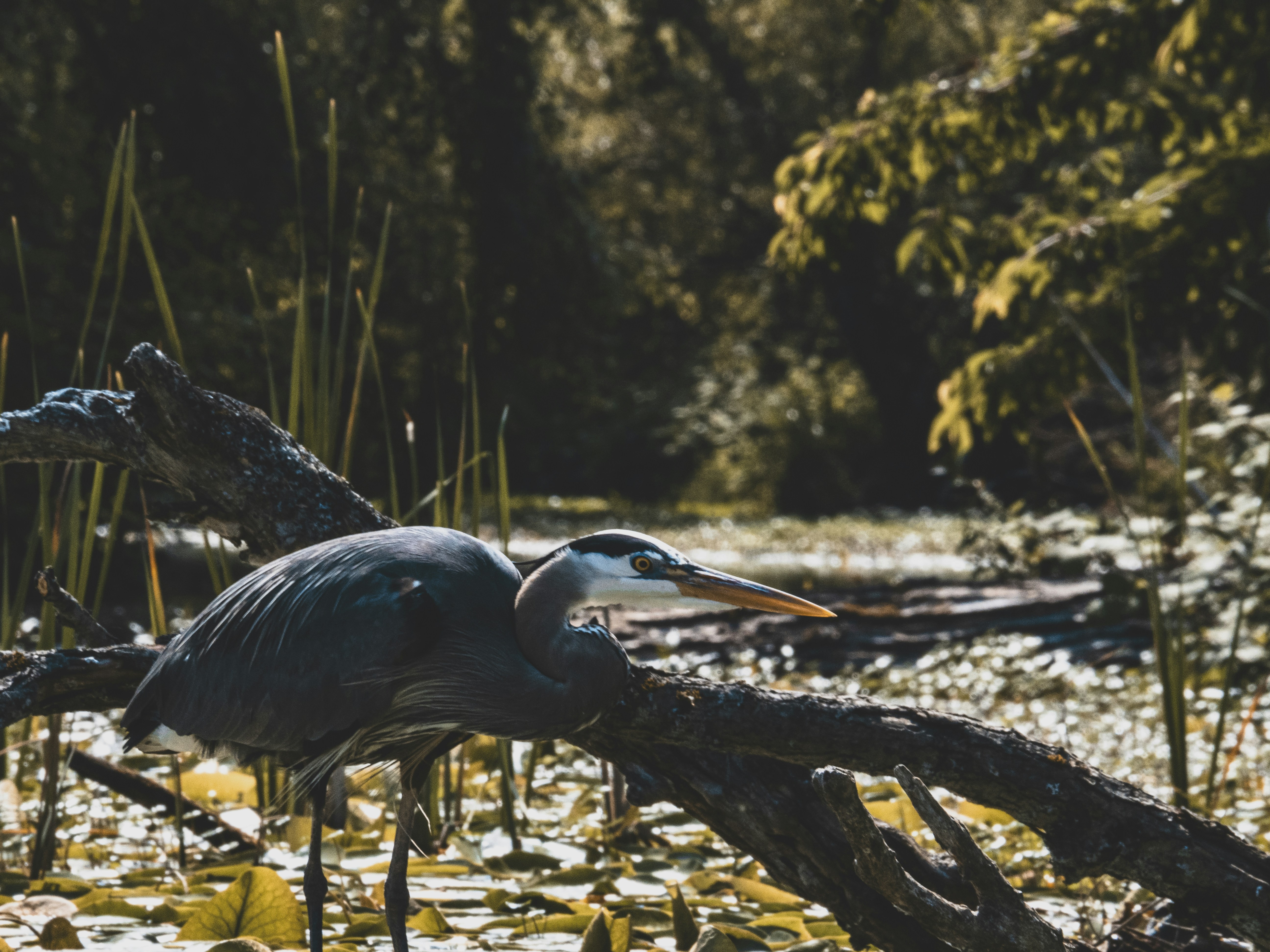 Photo by drew_harbour