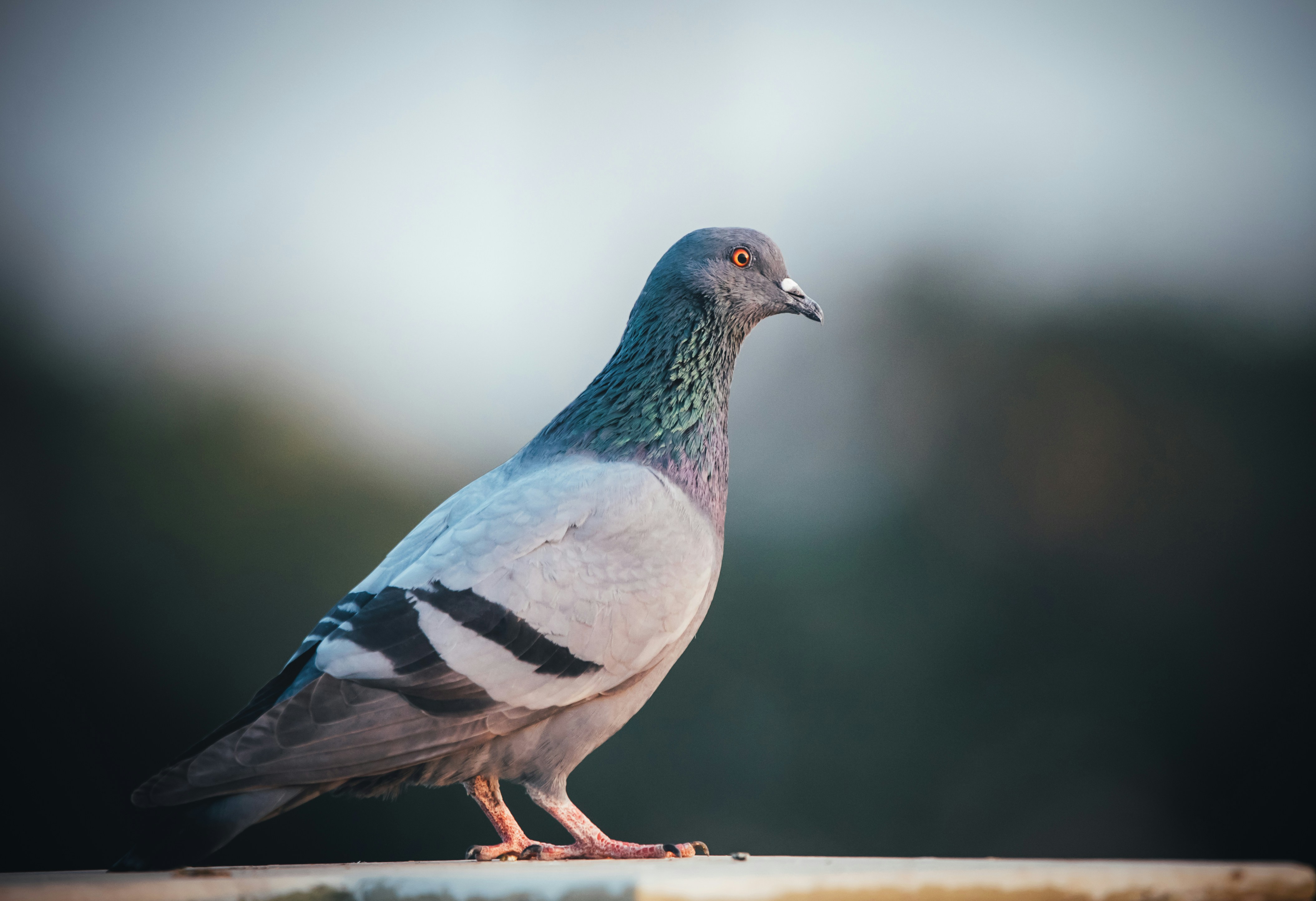 Photo by wildandbeyondbyvivek