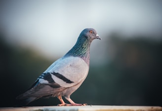 blue and white bird on brown wooden stick