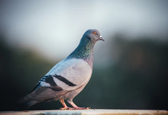blue and white bird on brown wooden stick