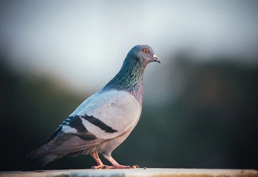 blue and white bird on brown wooden stick