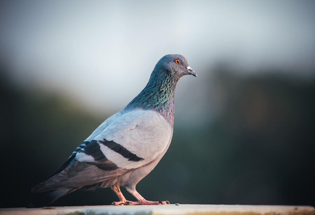 pigeon