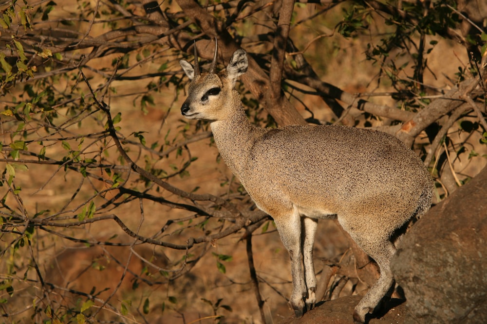 brown deer standing on brown tree branch during daytime