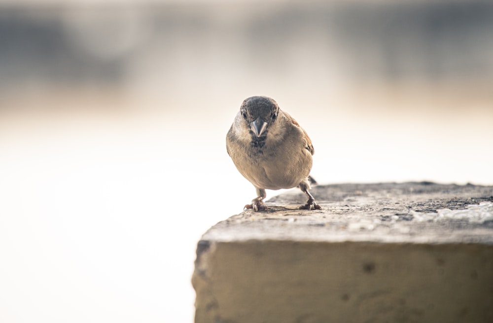 pájaro marrón y negro sobre superficie de concreto gris