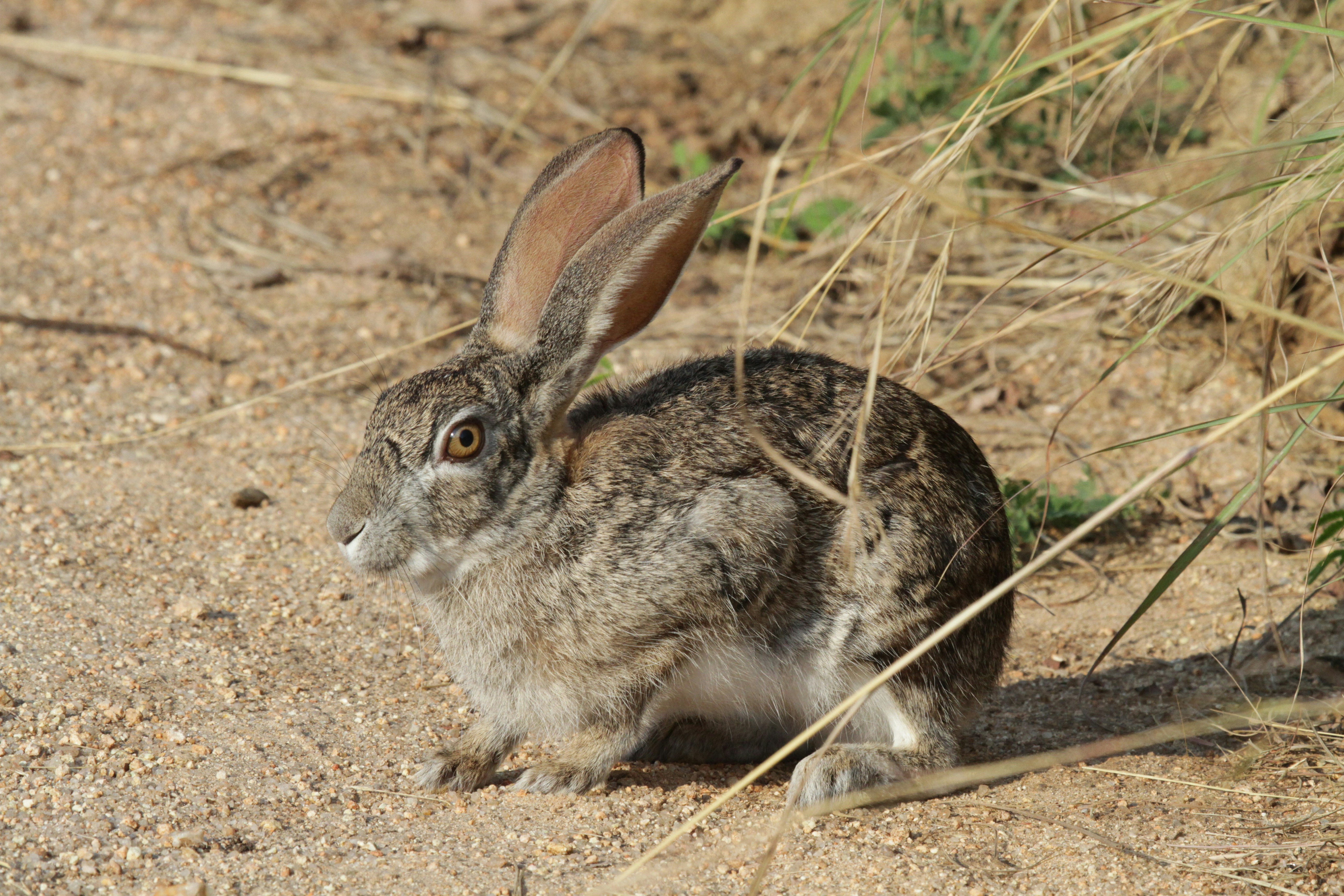White and gray rabbit on brown soil photo – Free Kruger national park ...