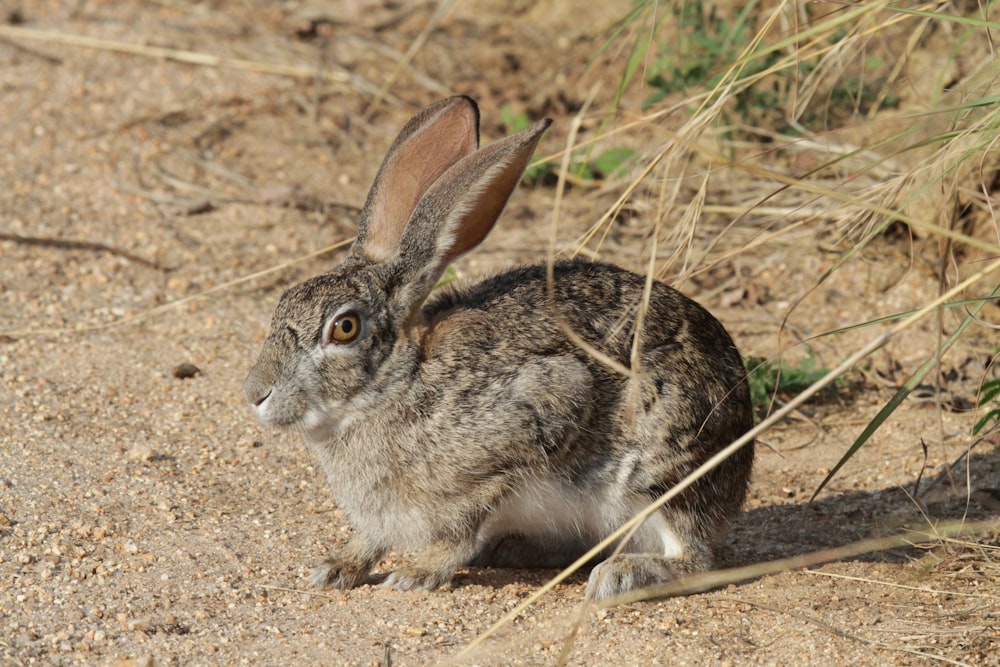white and gray rabbit on brown soil
