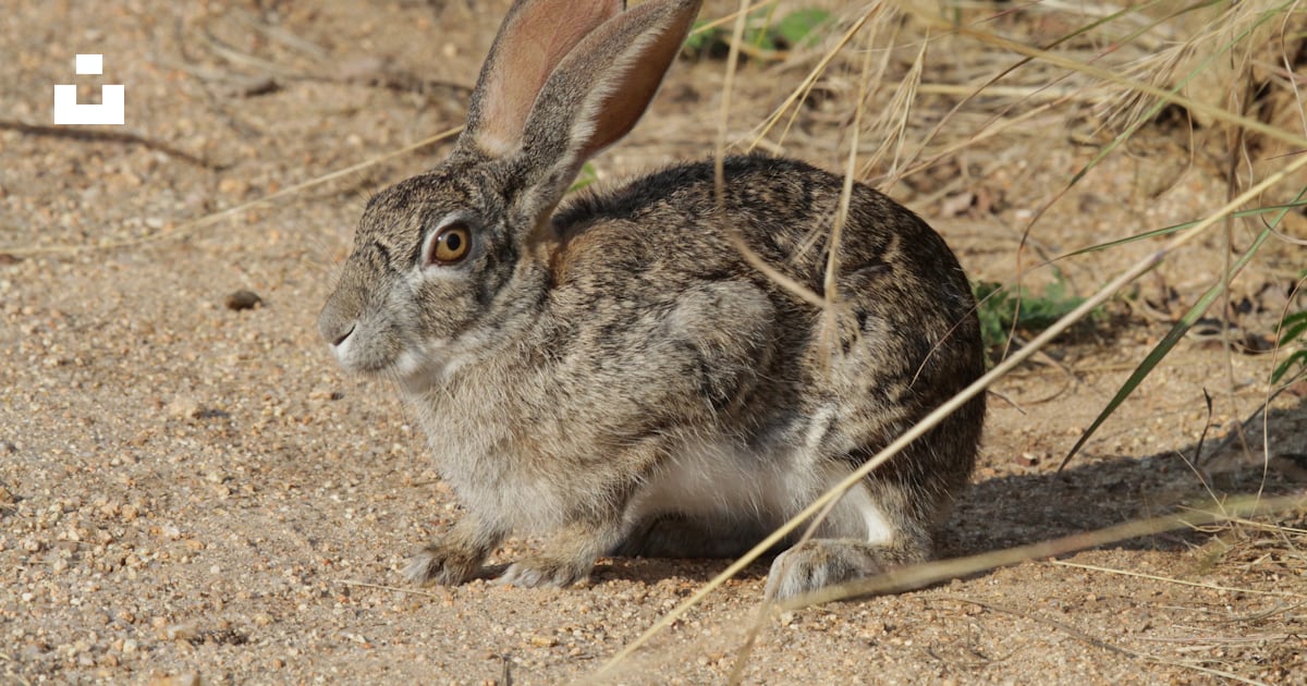 White and gray rabbit on brown soil photo – Free Kruger national park ...