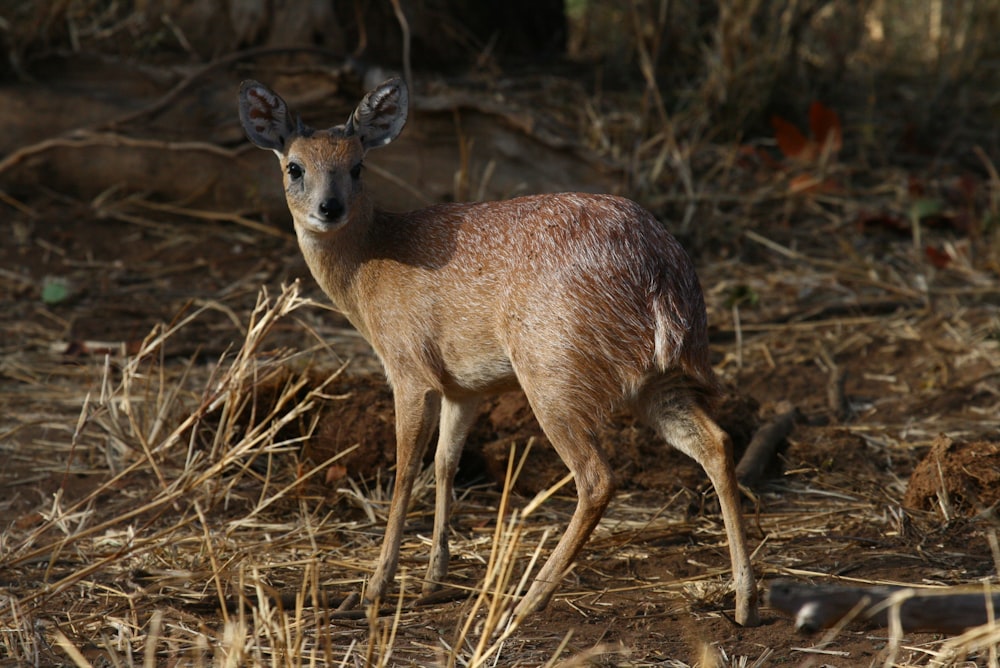 brown deer on brown grass during daytime