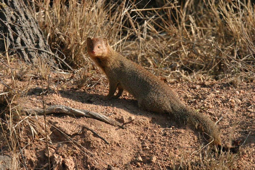 brown rodent on brown soil during daytime