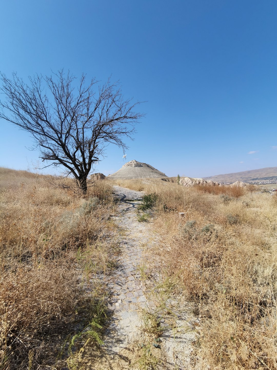 bare tree on brown grass field under blue sky during daytime