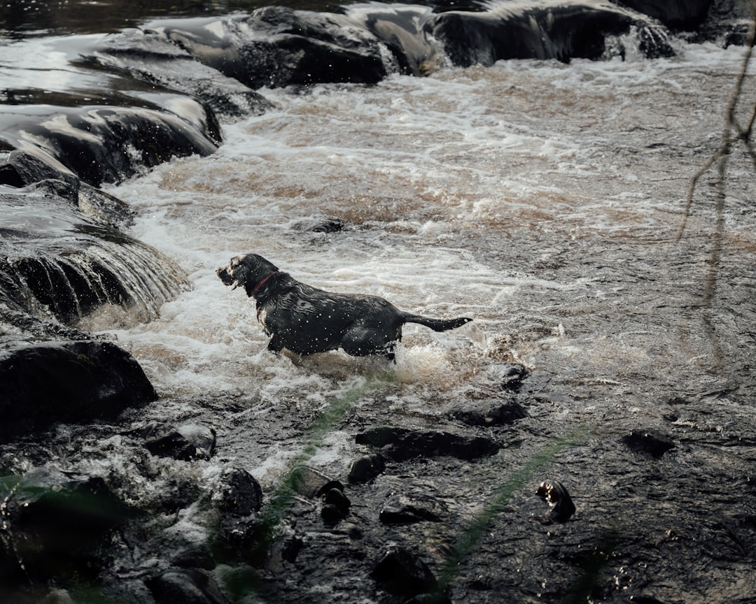 black and brown short coated dog on river