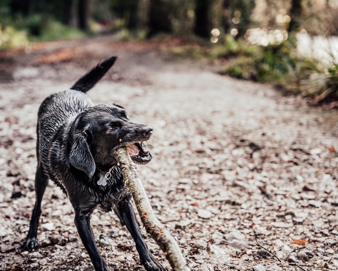 black labrador retriever with brown leash on brown dirt road during daytime