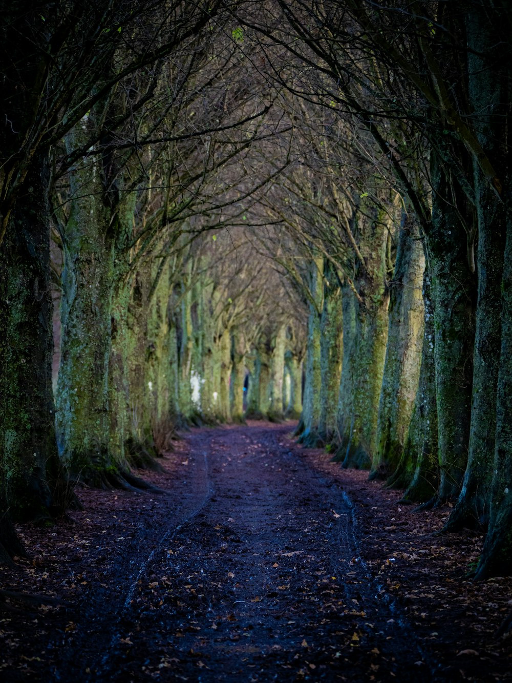 brown pathway between green trees during daytime