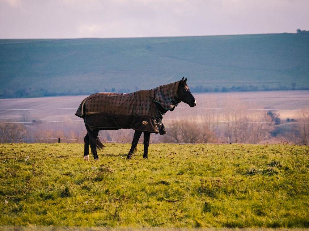 brown horse on green grass field during daytime