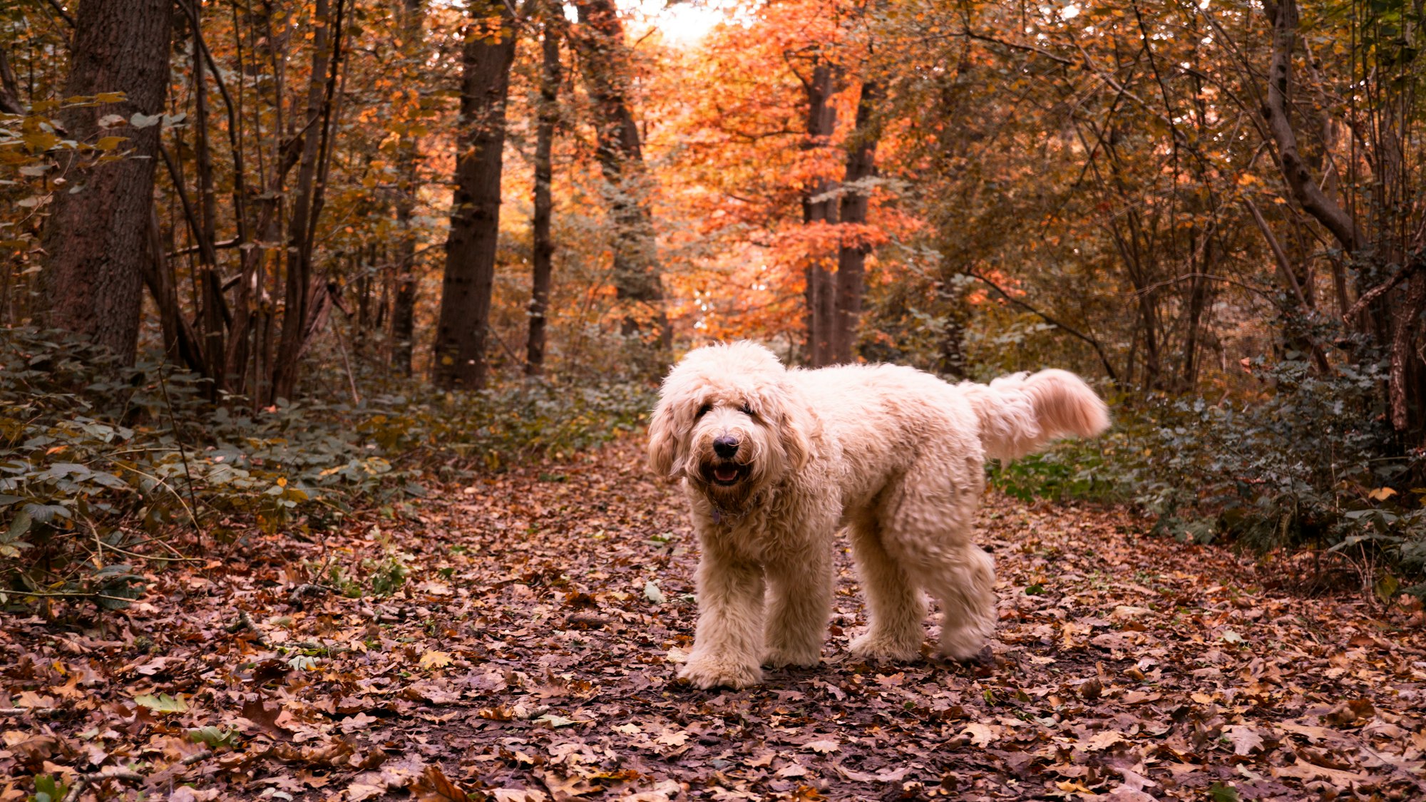 Happy fluffy labradoodle dog in autumn forest