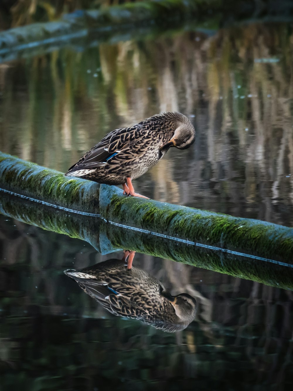 brown bird on green metal pipe