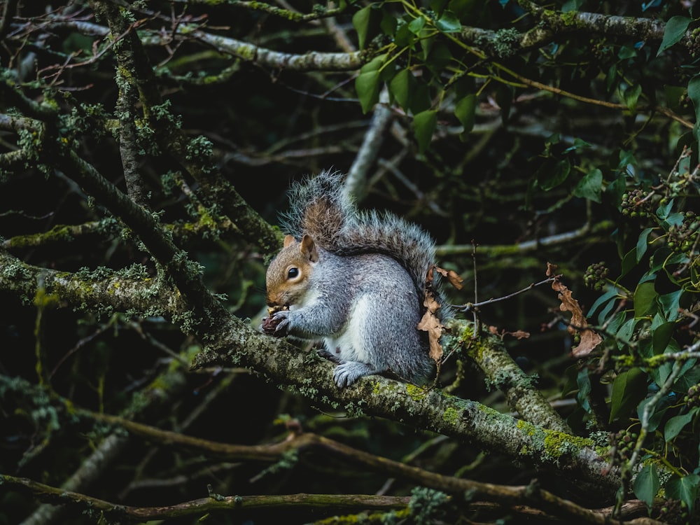 gray squirrel on tree branch during daytime