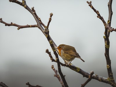 brown and yellow bird on brown tree branch