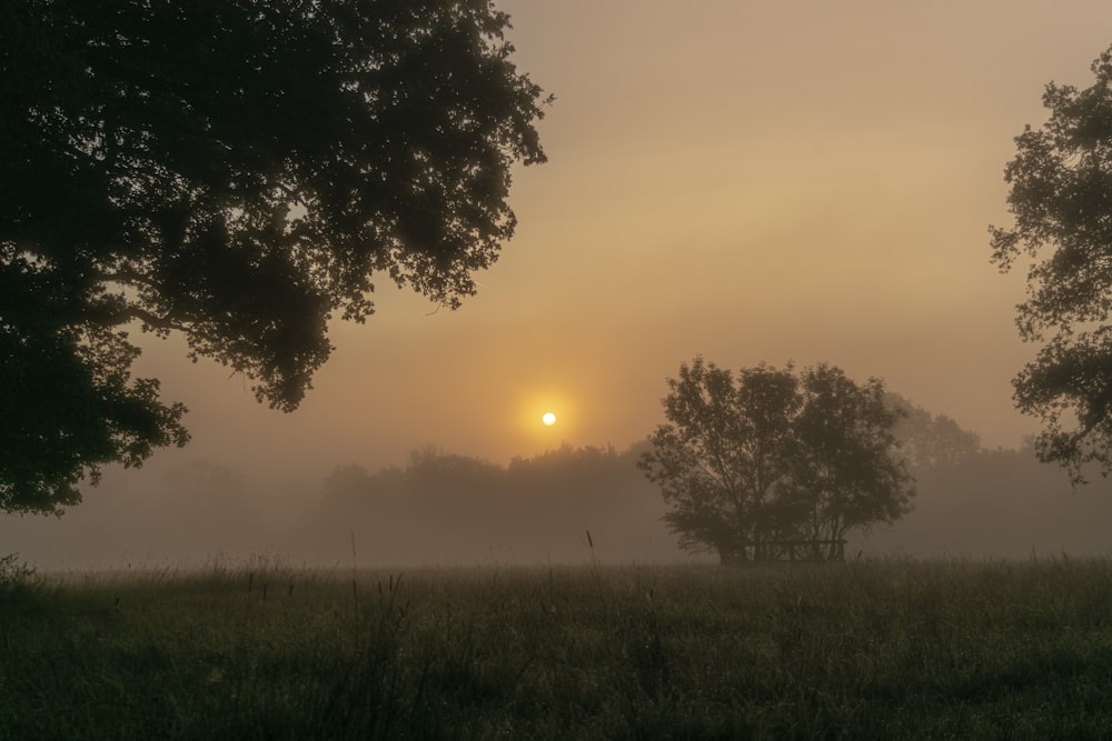 green grass field during sunset