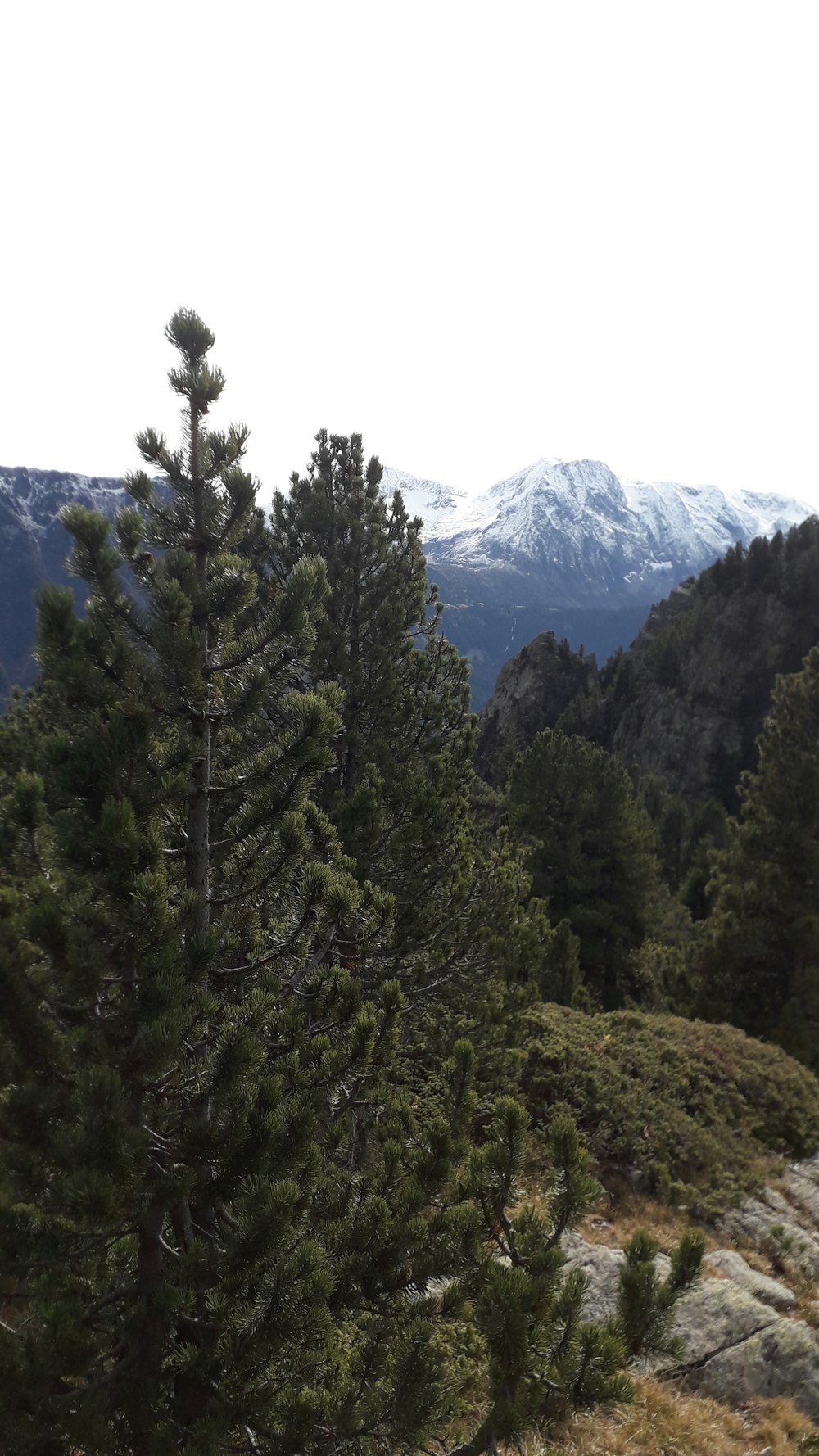 pins verts près de la montagne pendant la journée