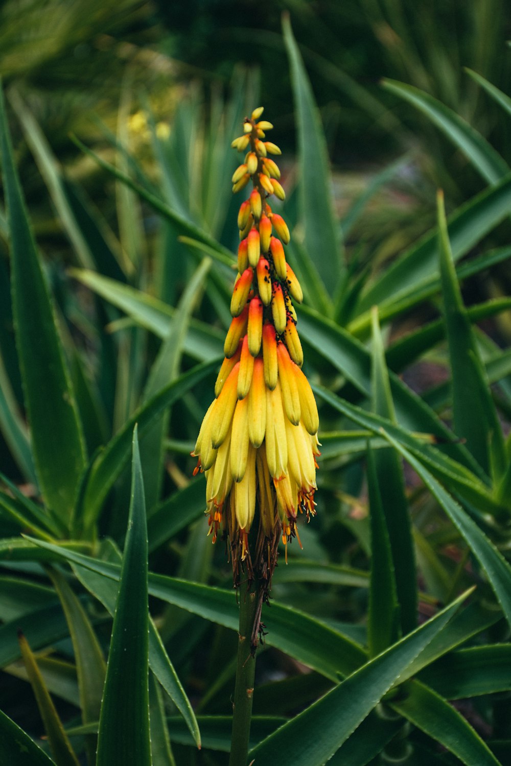 yellow flower in tilt shift lens