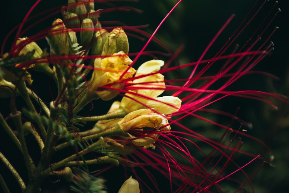 yellow and red flower buds