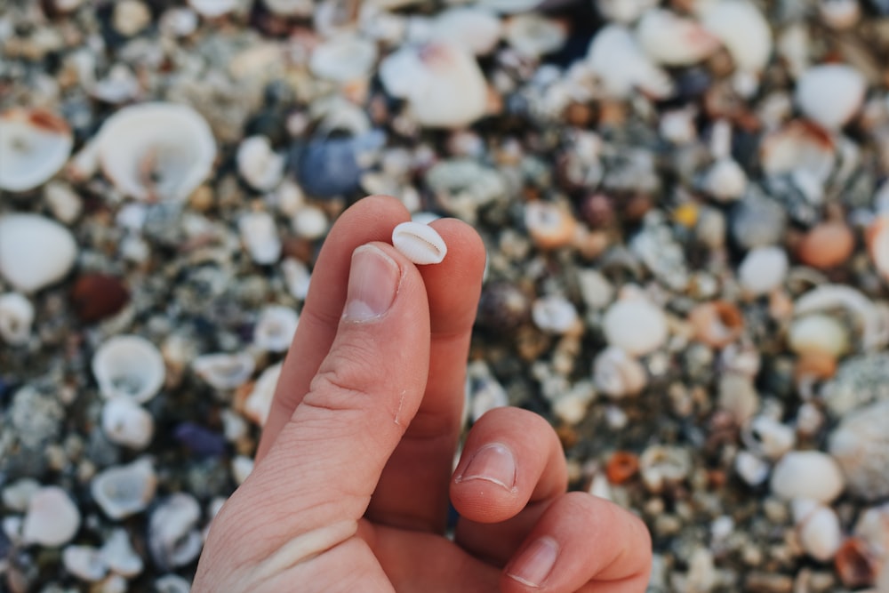 white and gray pebbles on persons hand
