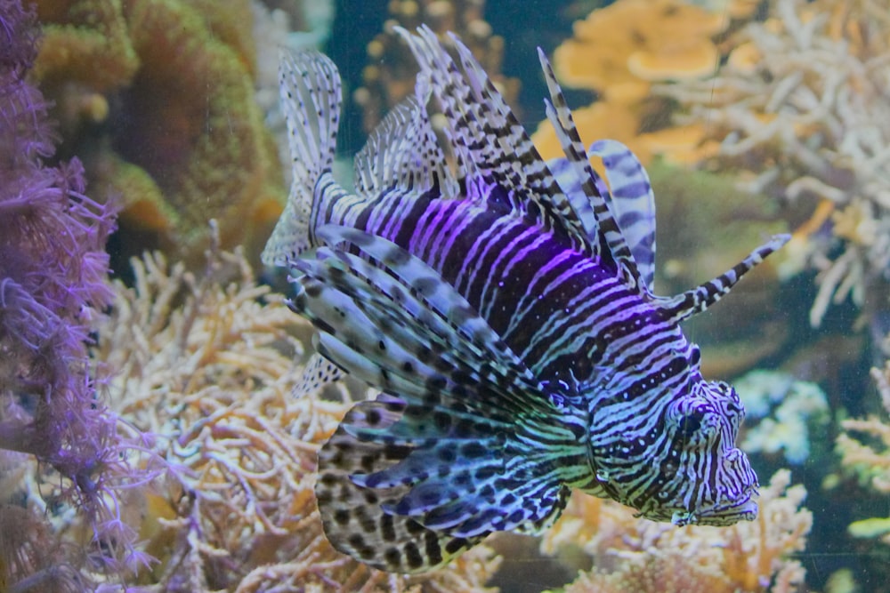 black and white fish in water